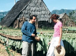 Spaans leren op Cuba - Tabaksplantage
