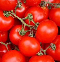 os tomates son sin duda un componente elemental de la comida italiana. Aquí puede ver tomates rojos frescos.